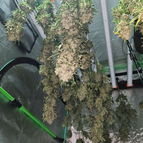 MAC1 1# growlog timeline photo