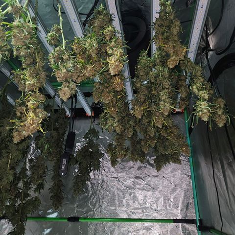 MAC1 1# growlog timeline photo