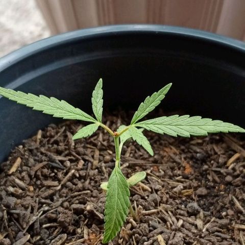 ANFÍTEA growlog timeline photo