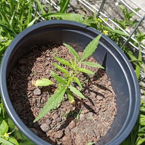 ANFÍTEA growlog timeline photo