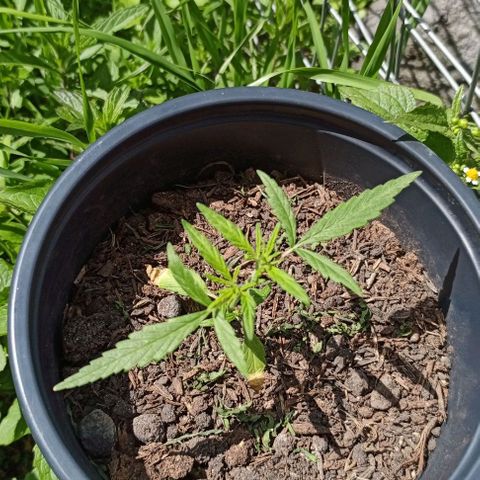 ANFÍTEA growlog timeline photo