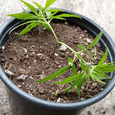 ANFÍTEA growlog timeline photo