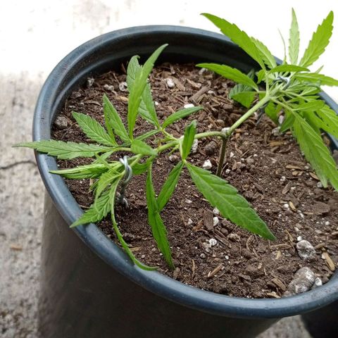 ANFÍTEA growlog timeline photo