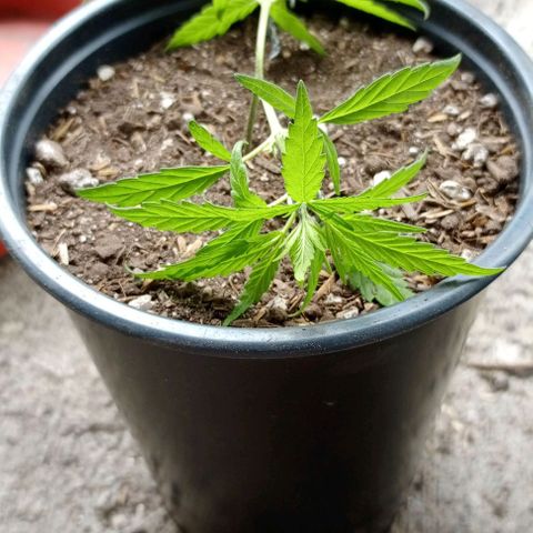 ANFÍTEA growlog timeline photo