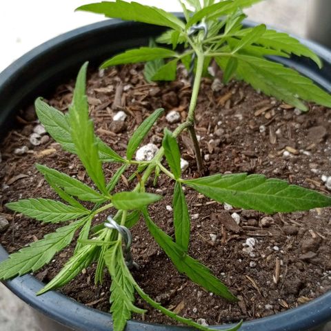ANFÍTEA growlog timeline photo