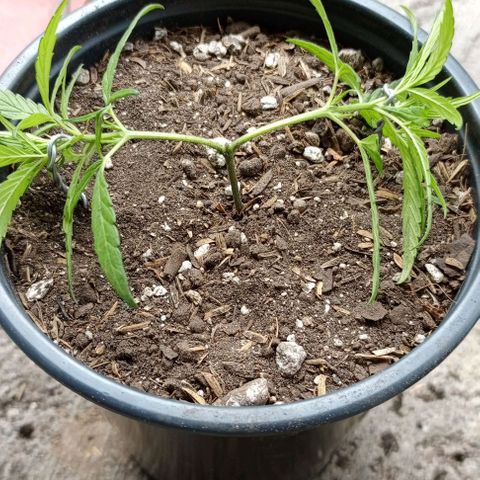 ANFÍTEA growlog timeline photo