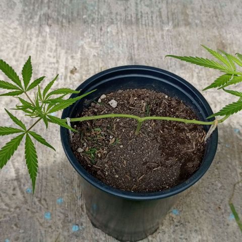 ANFÍTEA growlog timeline photo