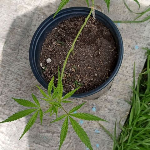 ANFÍTEA growlog timeline photo