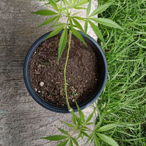 ANFÍTEA growlog timeline photo