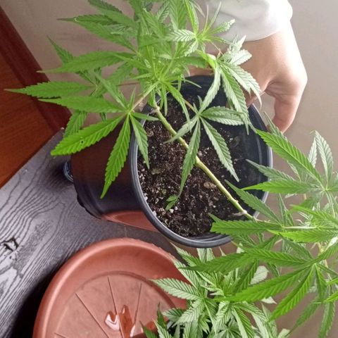 ANFÍTEA growlog timeline photo