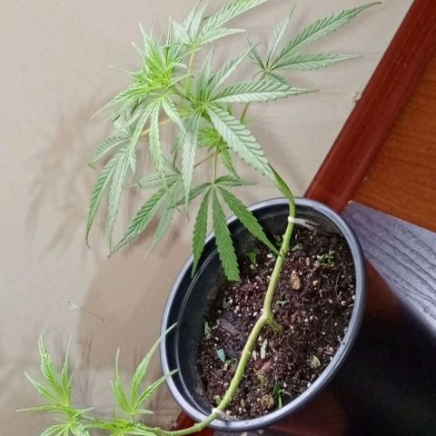 ANFÍTEA growlog timeline photo