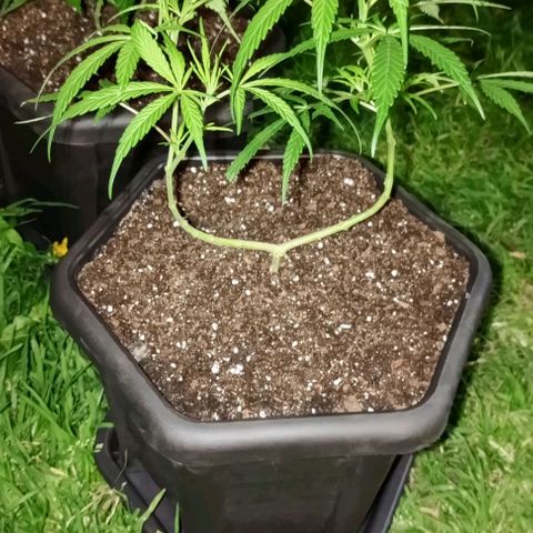 ANFÍTEA growlog timeline photo