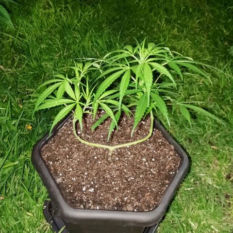 ANFÍTEA growlog timeline photo