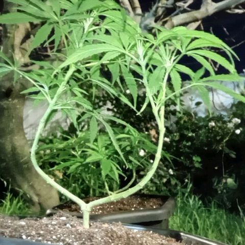 ANFÍTEA growlog timeline photo