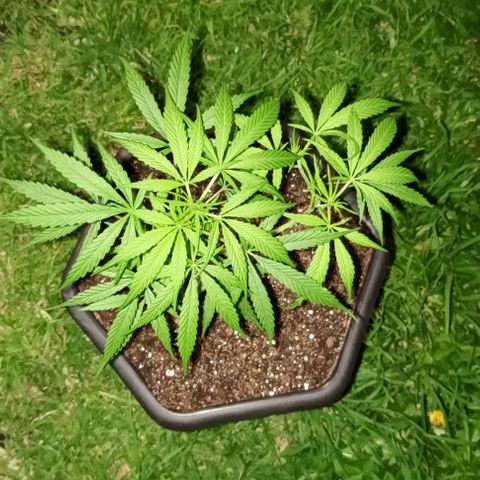 ANFÍTEA growlog photo: Día 1 después de transplante 
