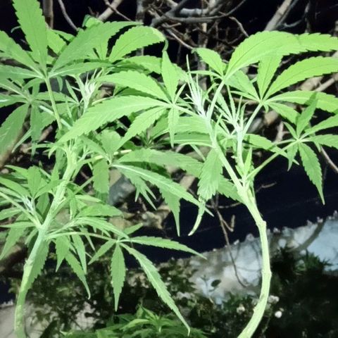 ANFÍTEA growlog timeline photo