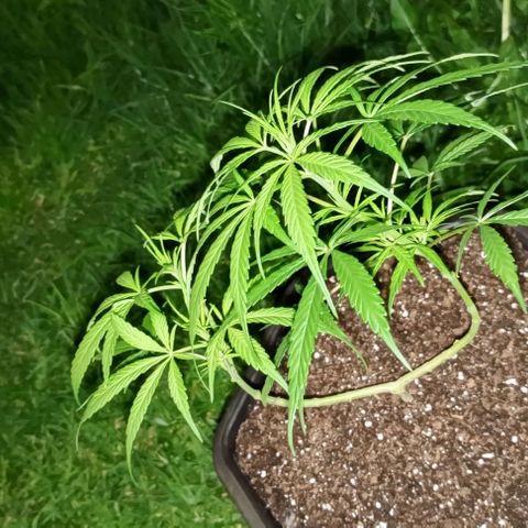 ANFÍTEA growlog timeline photo