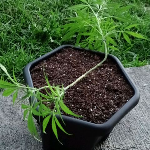 ANFÍTEA growlog photo: Lst
