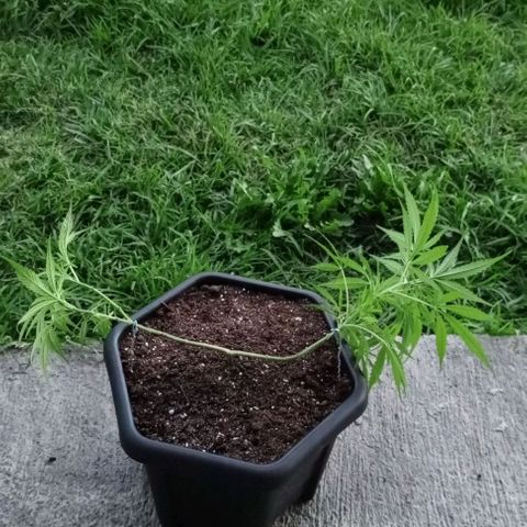 ANFÍTEA growlog photo: Lst