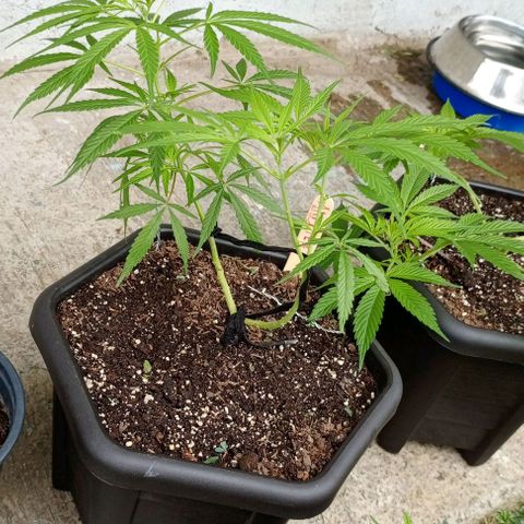 ANFÍTEA growlog timeline photo