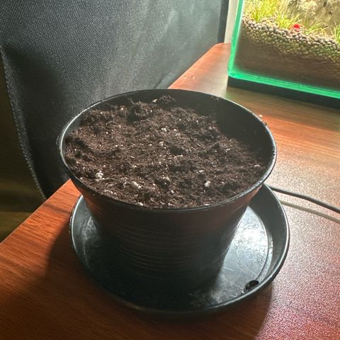 Green Crack Fast Photo growlog photo: Nursing pot filled with Biobizz light soil