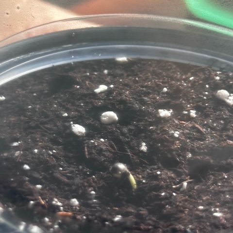 Green Crack Fast Photo growlog photo: Amazing growth on the first day
