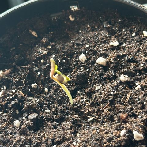 Green Crack Fast Photo growlog photo: Removed the seed to assist it