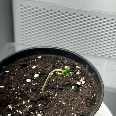 Green Crack Fast Photo growlog photo: Removed the humidity dome as it stretched and became heavy with humidity, raised the pot to bring closer to the light