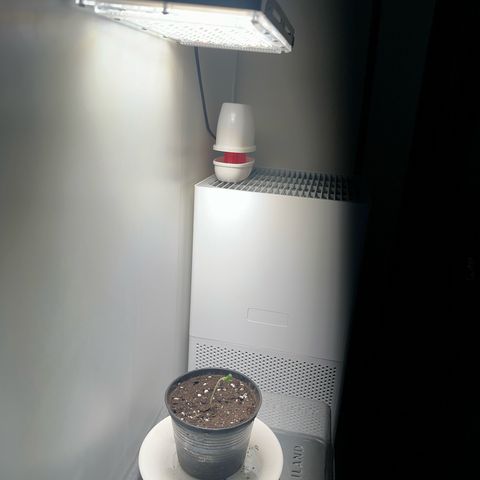 Green Crack Fast Photo growlog photo: Removed the humidity dome as it stretched and became heavy with humidity, raised the pot to bring closer to the light