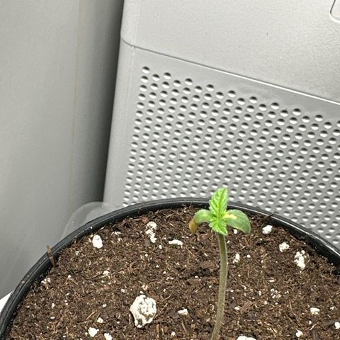 Green Crack Fast Photo growlog photo: True leaves looking good 