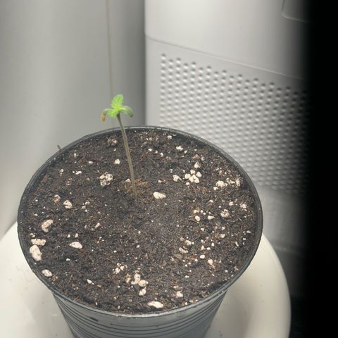 Green Crack Fast Photo growlog timeline photo