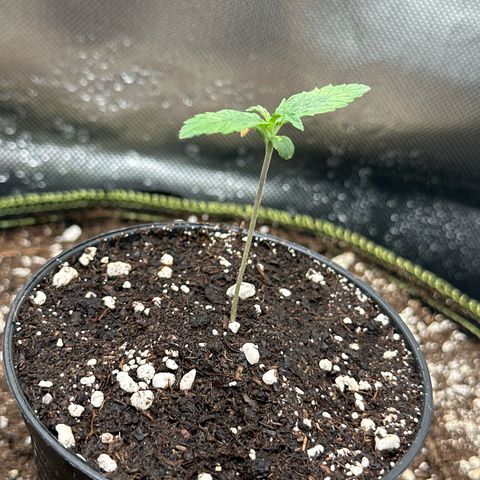 Green Crack Fast Photo growlog timeline photo