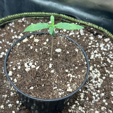 Green Crack Fast Photo growlog timeline photo