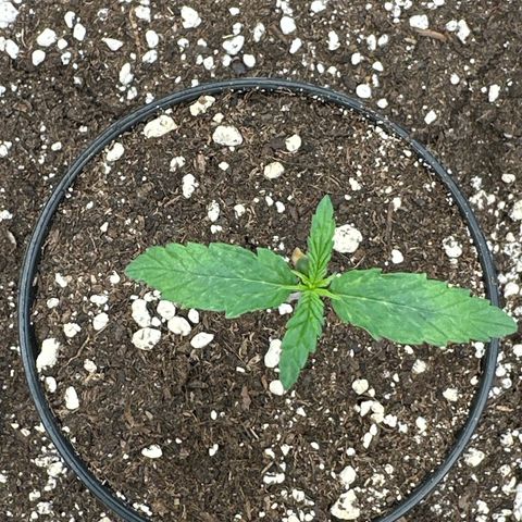 Green Crack Fast Photo growlog timeline photo