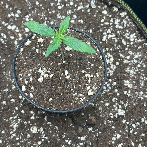 Green Crack Fast Photo growlog timeline photo