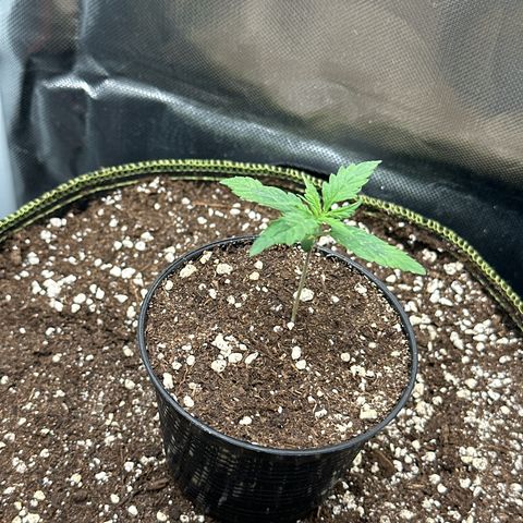 Green Crack Fast Photo growlog timeline photo