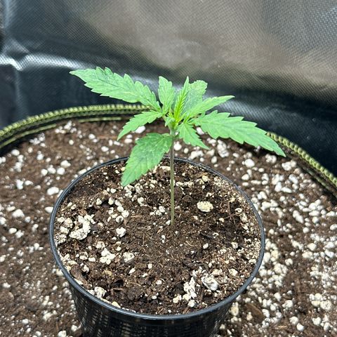Green Crack Fast Photo growlog timeline photo