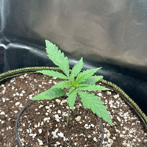 Green Crack Fast Photo growlog timeline photo