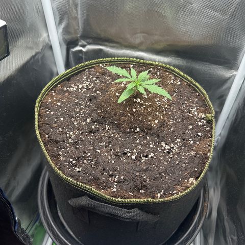 Green Crack Fast Photo growlog timeline photo
