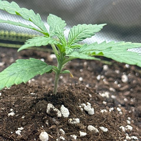 Green Crack Fast Photo growlog timeline photo