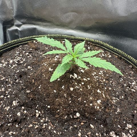 Green Crack Fast Photo growlog timeline photo