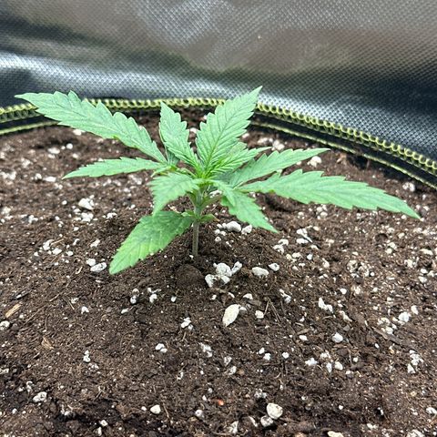Green Crack Fast Photo growlog timeline photo