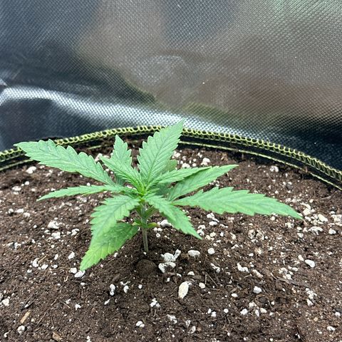Green Crack Fast Photo growlog timeline photo