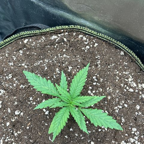 Green Crack Fast Photo growlog timeline photo
