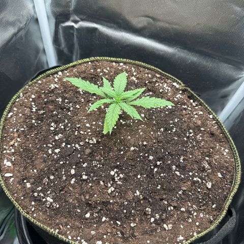 Green Crack Fast Photo growlog photo: Watered