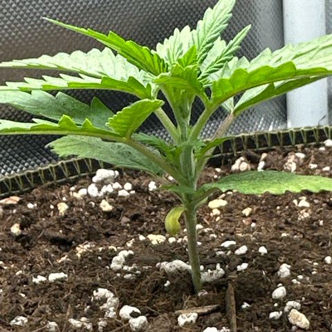 Green Crack Fast Photo growlog timeline photo
