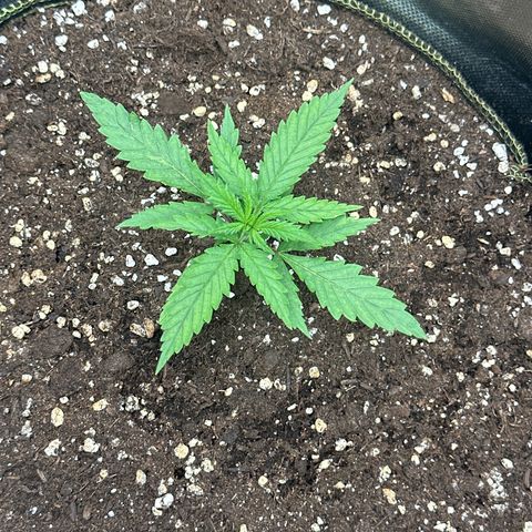 Green Crack Fast Photo growlog timeline photo