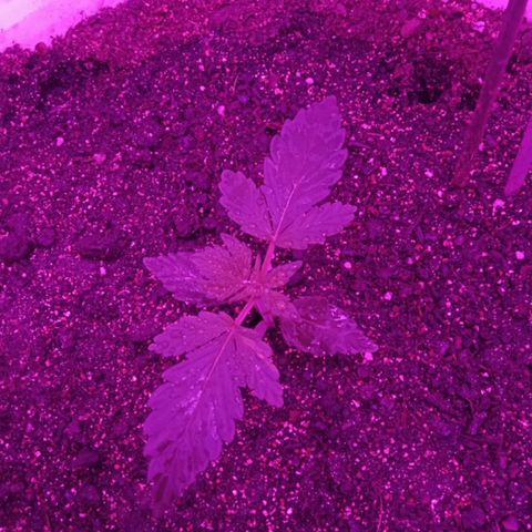 Critical Kush growlog timeline photo