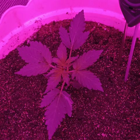 Critical Kush growlog timeline photo
