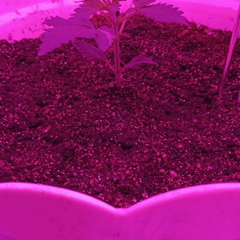 Critical Kush growlog timeline photo